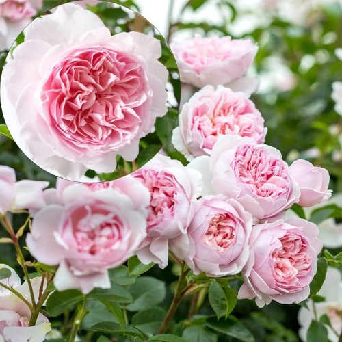 Rosa 'Wildeve' - Roos 'Wildeve' C4/4L